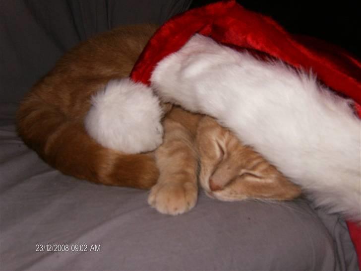 Huskat culo billede 20