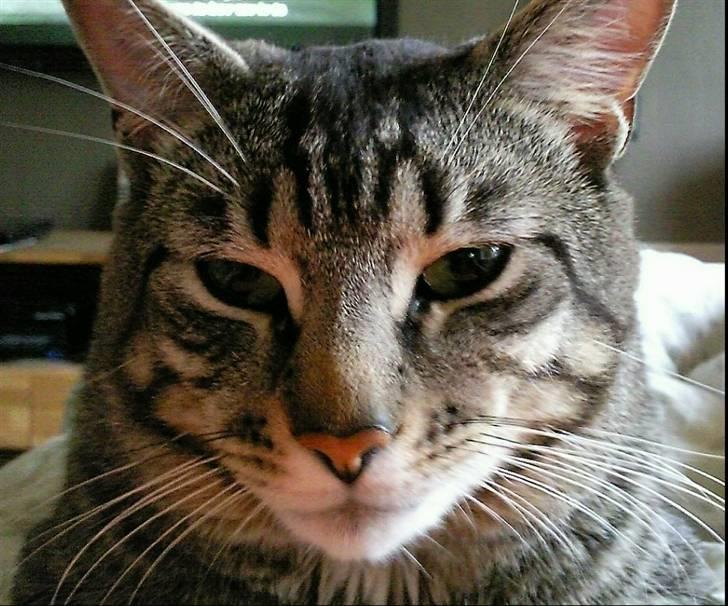 Blanding af racer Louie (aflivet) - Første billede hvor jeg fangede ham tæt på:) billede 1