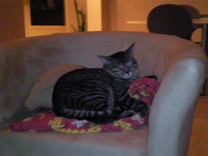 Blanding af racer Louie (aflivet) - MMM et tæppe og en avis ovenpå. Yndlings puttested:) billede 2