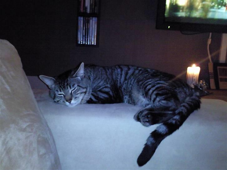 Blanding af racer Louie (aflivet) - Sover igen... Zzzz billede 3