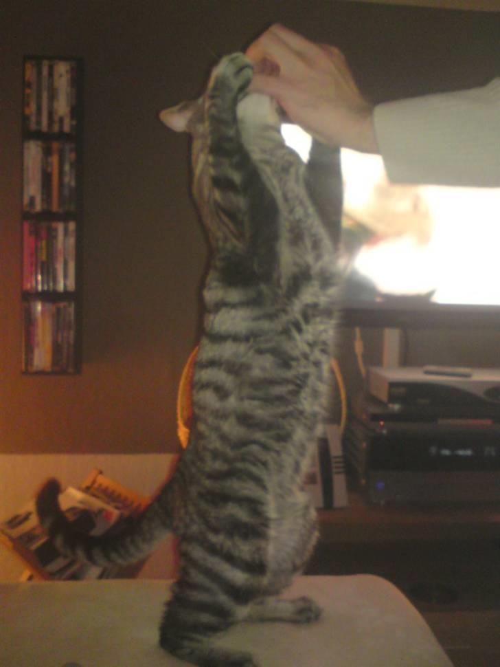 Blanding af racer Louie (aflivet) - Jeg kan lave kunster når der er godbidder:) billede 4