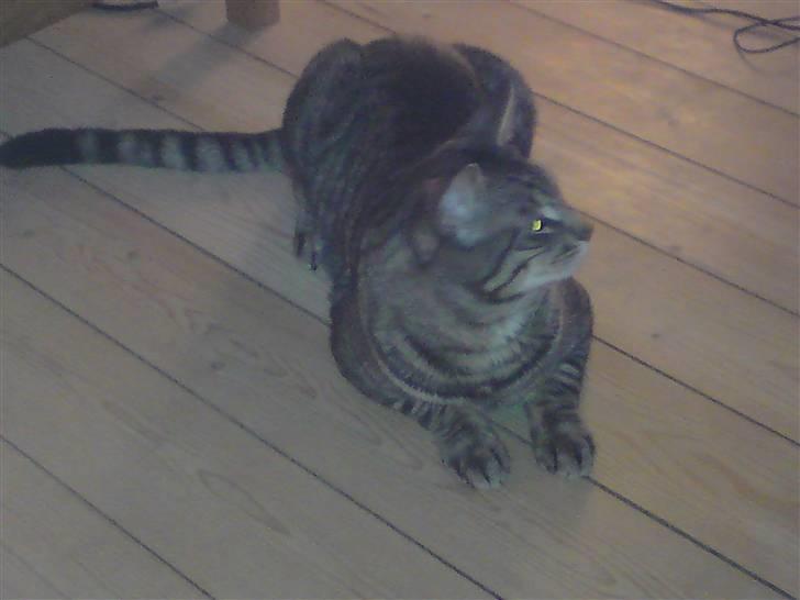 Blanding af racer Louie (aflivet) billede 5