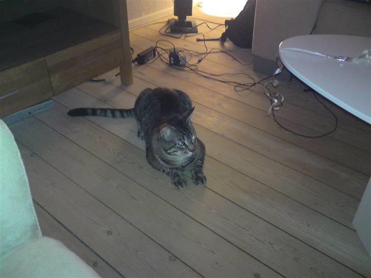 Blanding af racer Louie (aflivet) billede 6