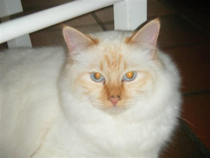 Hellig Birma Drøgemùller Alexander billede 9