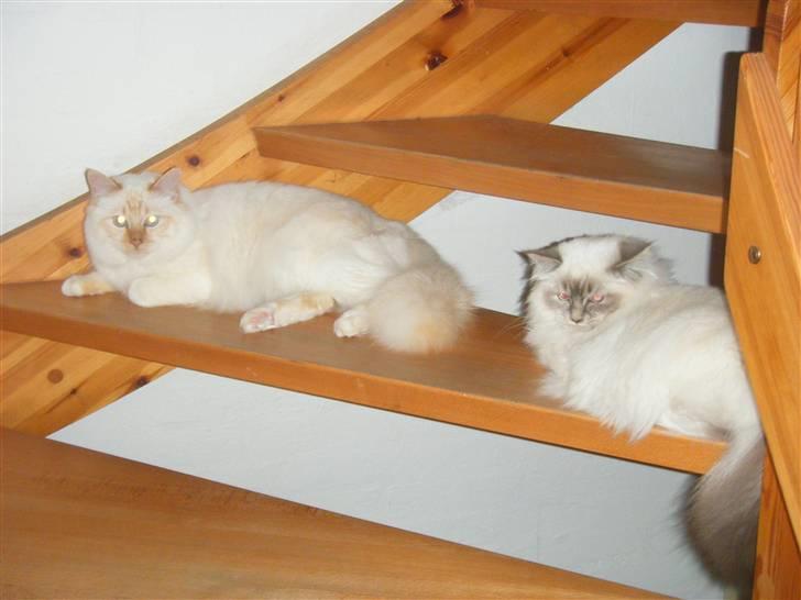 Hellig Birma Drøgemùller Alexander billede 10