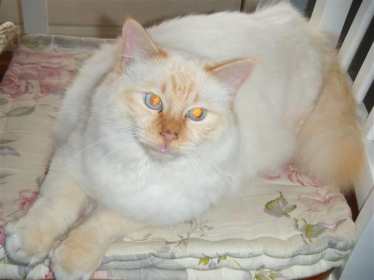 Hellig Birma Drøgemùller Alexander billede 11