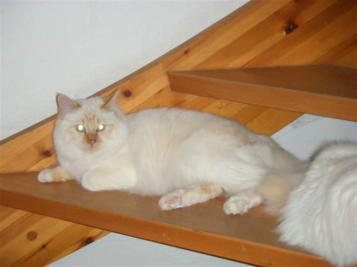 Hellig Birma Drøgemùller Alexander billede 12