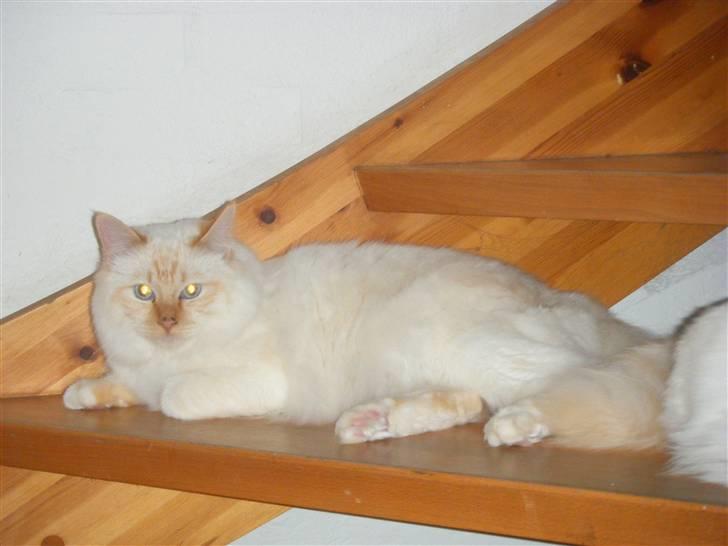 Hellig Birma Drøgemùller Alexander billede 13