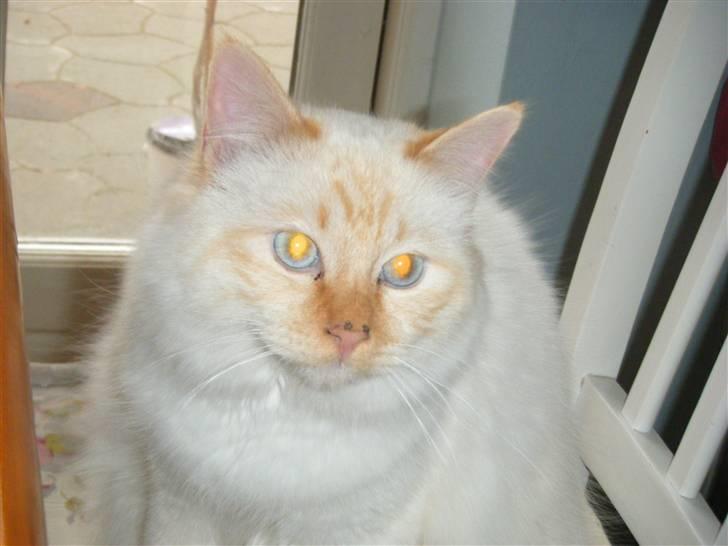 Hellig Birma Drøgemùller Alexander billede 14