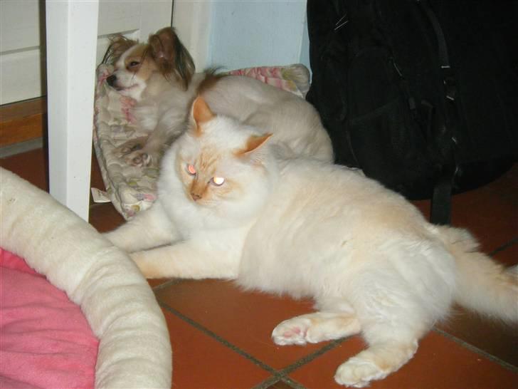 Hellig Birma Drøgemùller Alexander billede 15