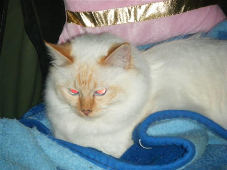 Hellig Birma Drøgemùller Alexander billede 16