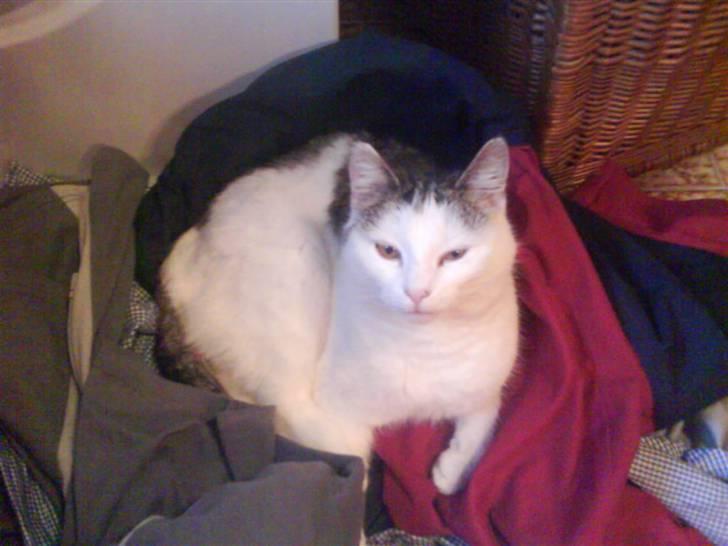 Huskat Mis billede 14