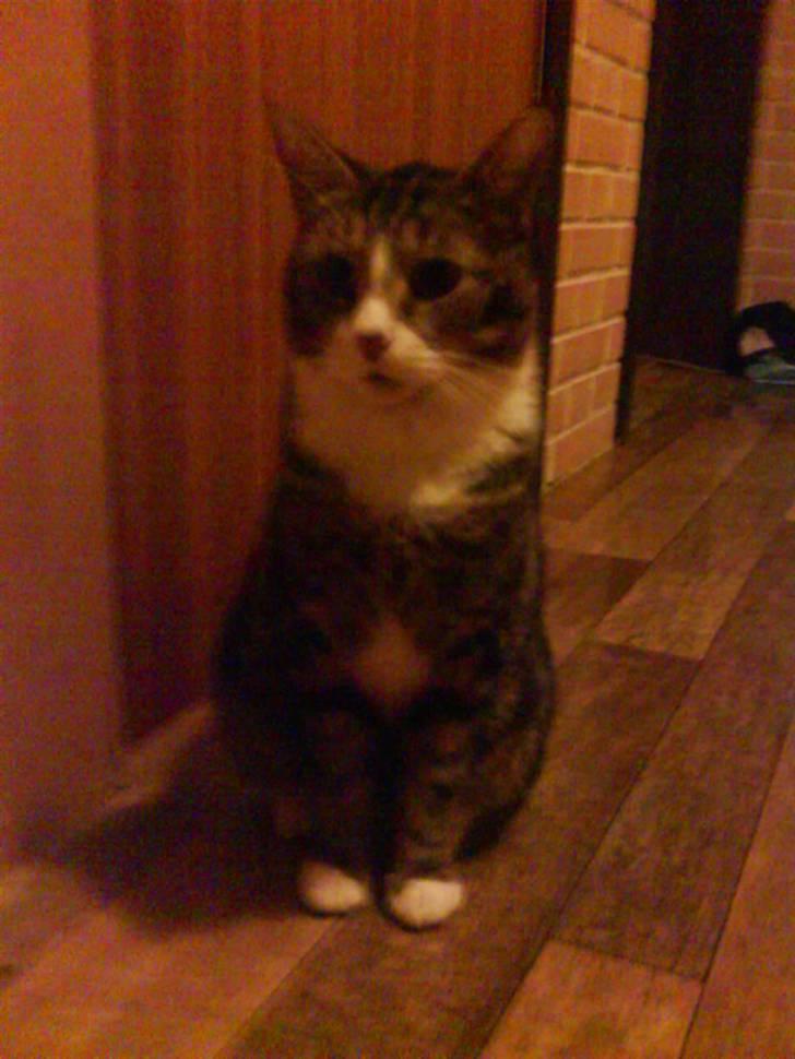 Huskat Tøffe billede 9