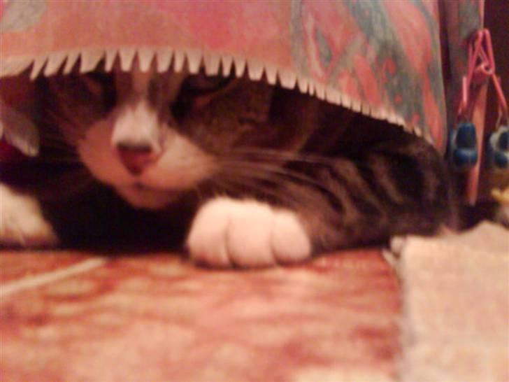 Huskat Tøffe billede 10