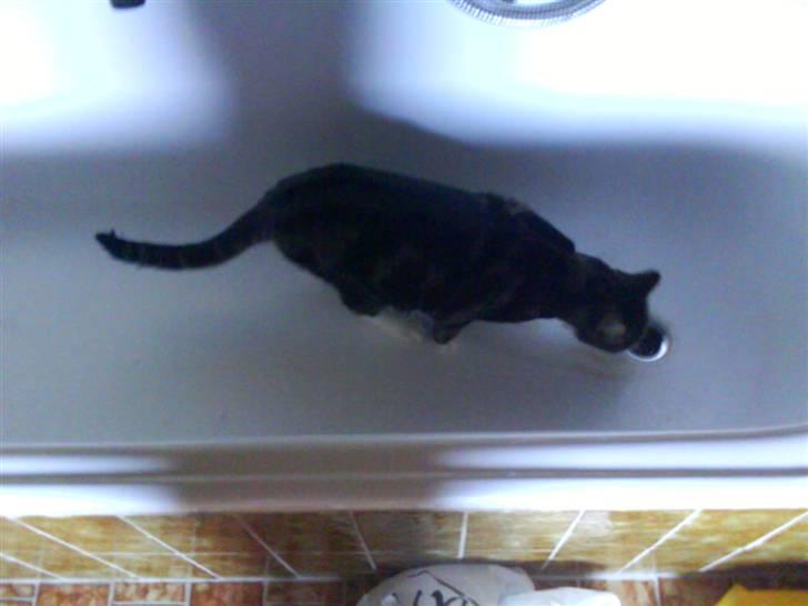 Huskat Tøffe billede 11