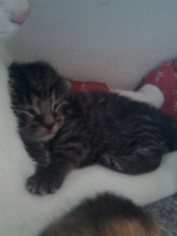 Huskat Striber R.I.P bedste kat i verden - hehe det ser ud til at hvidemis nyder det! billede 1