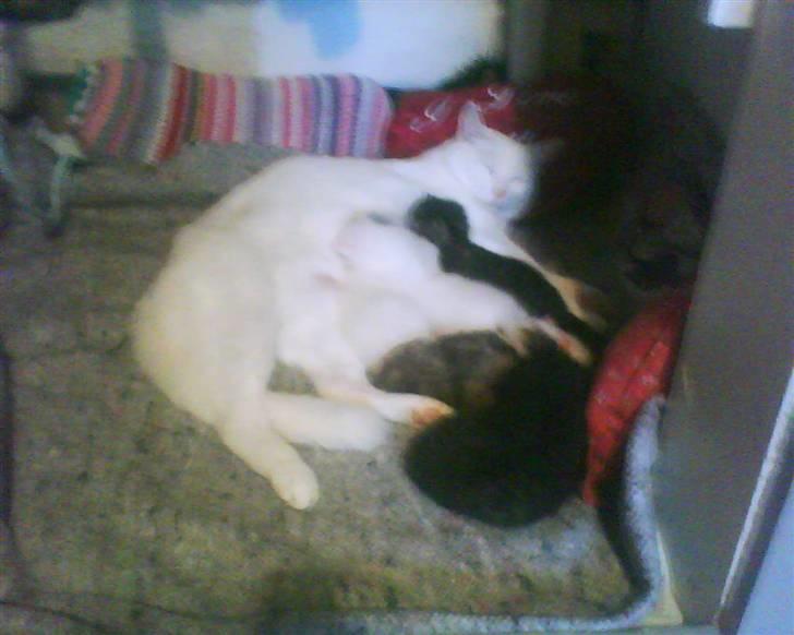 Huskat Striber R.I.P bedste kat i verden billede 3