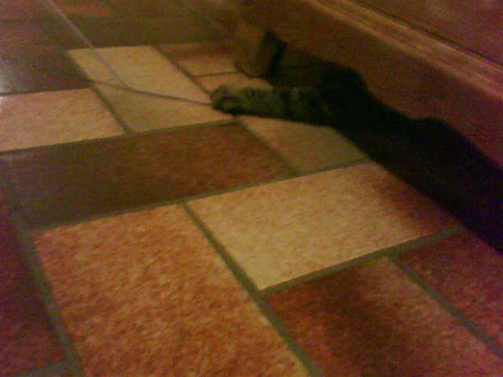 Huskat Striber R.I.P bedste kat i verden - jeg er usynlig! (næsten) billede 4