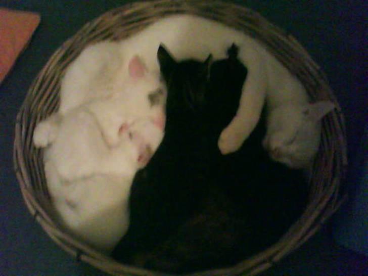 Huskat Striber R.I.P bedste kat i verden billede 5