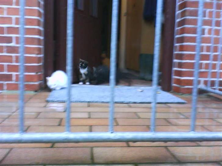 Huskat Striber R.I.P bedste kat i verden billede 6