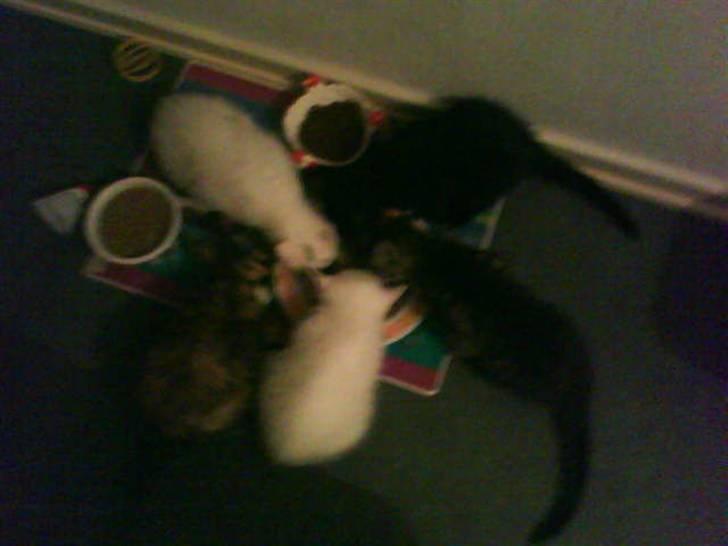 Huskat Striber R.I.P bedste kat i verden billede 7