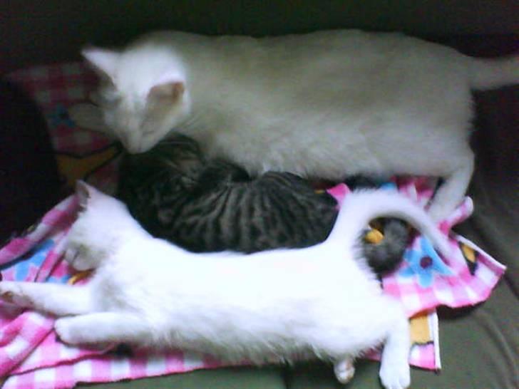 Huskat Striber R.I.P bedste kat i verden billede 8