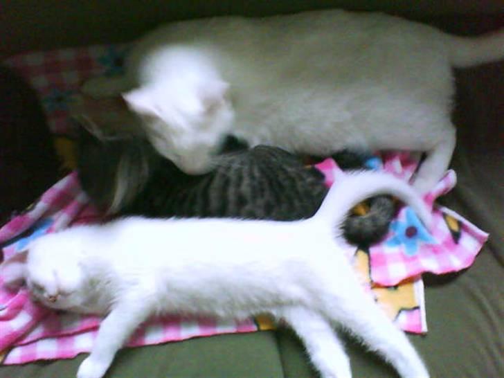 Huskat Striber R.I.P bedste kat i verden billede 9