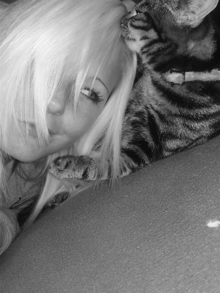 Blanding af racer Miv billede 16