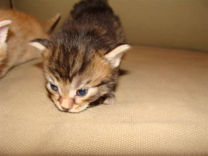 Blanding af racer Pussy billede 2