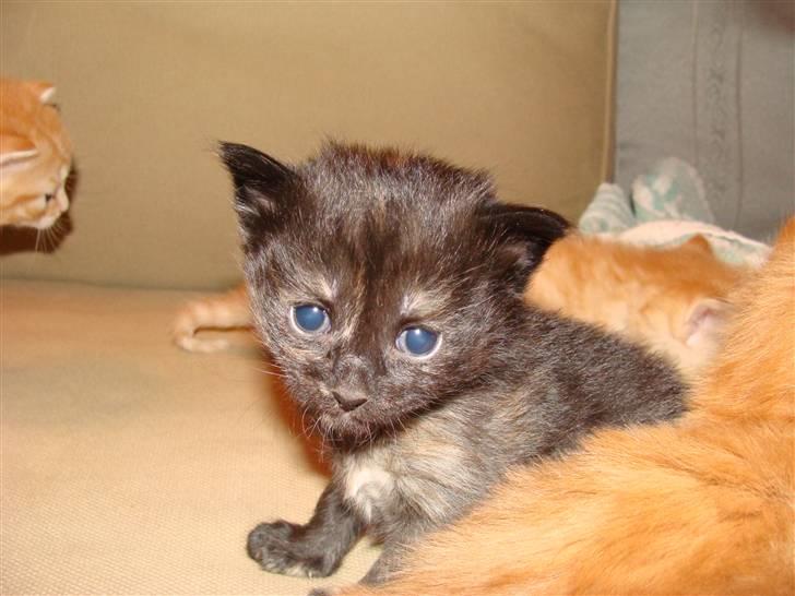 Blanding af racer Pussy billede 3