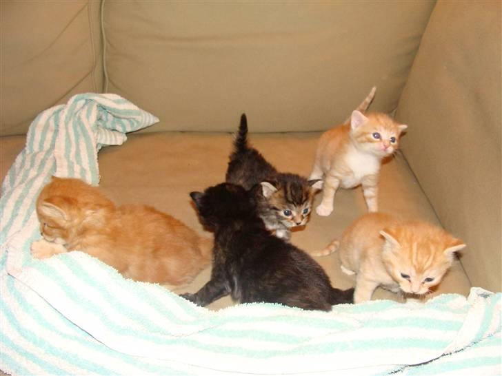 Blanding af racer Pussy billede 4