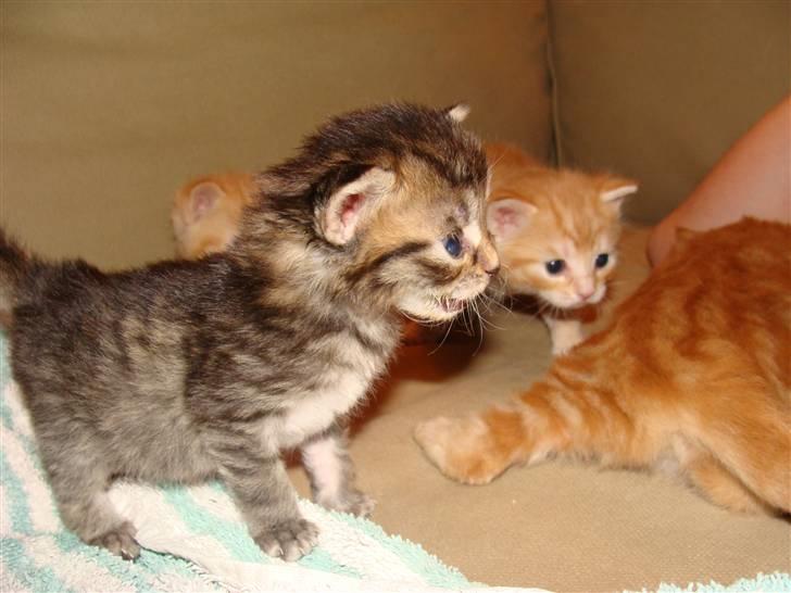 Blanding af racer Pussy billede 5