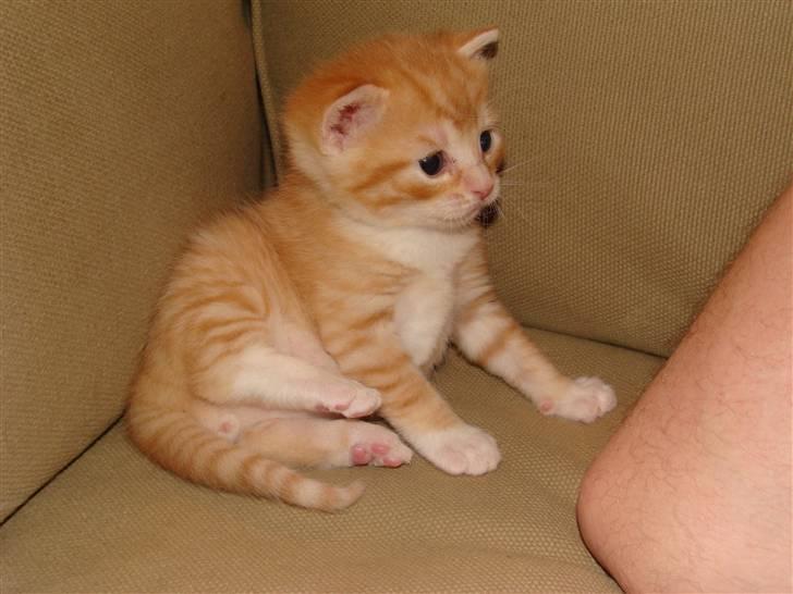 Blanding af racer Pussy billede 6