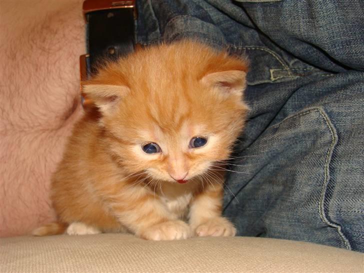 Blanding af racer Pussy billede 7