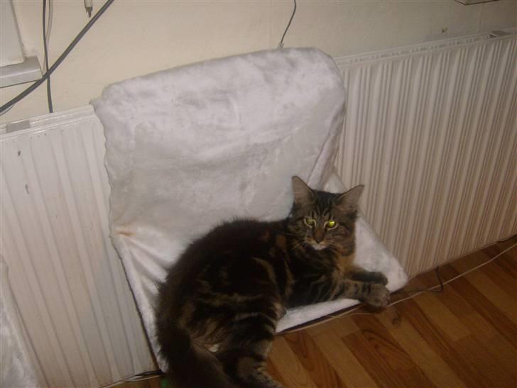 Maine Coon Apollo - Hygge mig lidt..i den her nye vi lige fået dejligt billede 10