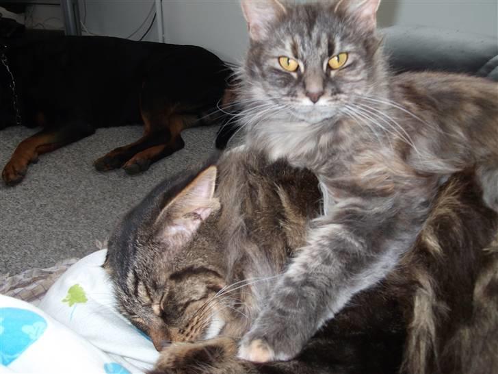 Maine Coon Apollo - Er vi ikke dejlige<3 billede 11