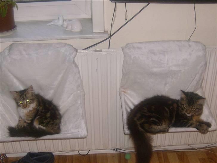 Maine Coon Apollo - vi har det godt her.. billede 12