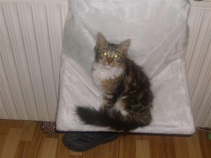 Maine Coon Freja - Er jeg ikke flot<3 billede 12