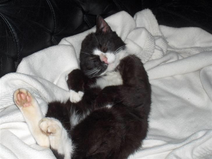 Huskat Lille Per Mussen billede 5