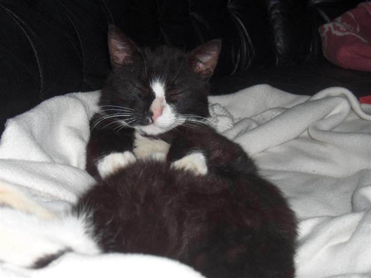 Huskat Lille Per Mussen billede 6