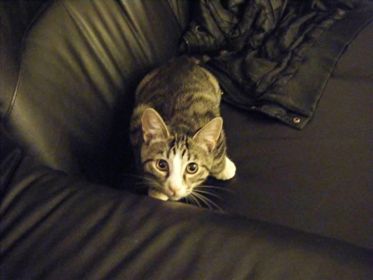 Huskat max billede 11