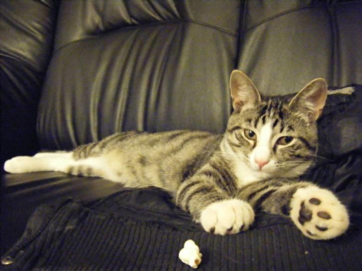 Huskat max - popcorn?? billede 12