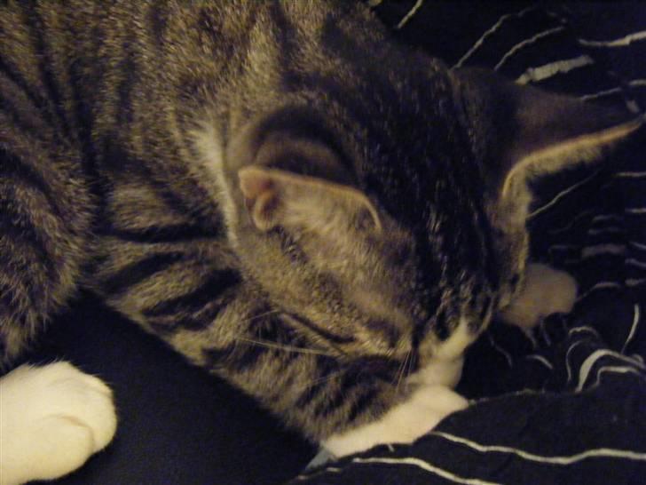 Huskat max - min sutte klud mmmmm billede 13