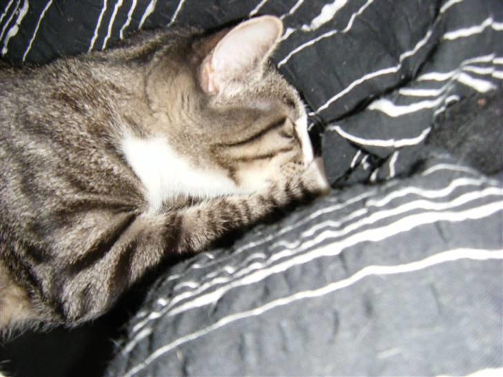 Huskat max billede 14