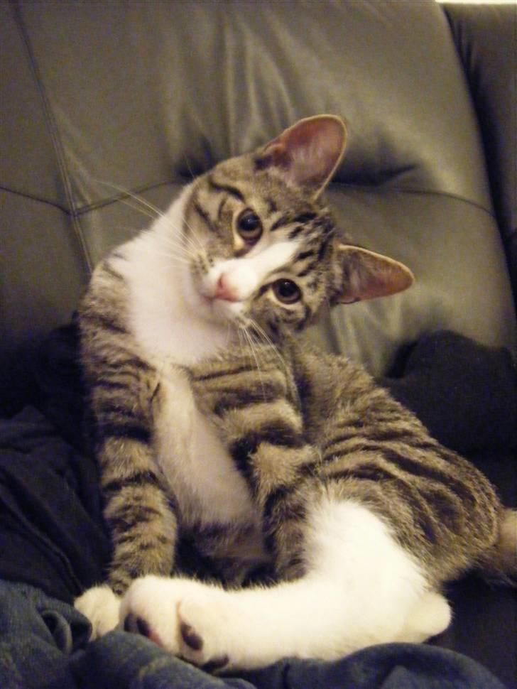 Huskat max - hva laver du? billede 15