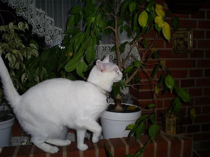 Huskat Yang - Hoplaa billede 16