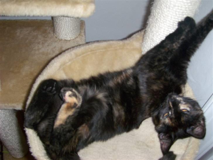 Blanding af racer Malaika billede 2