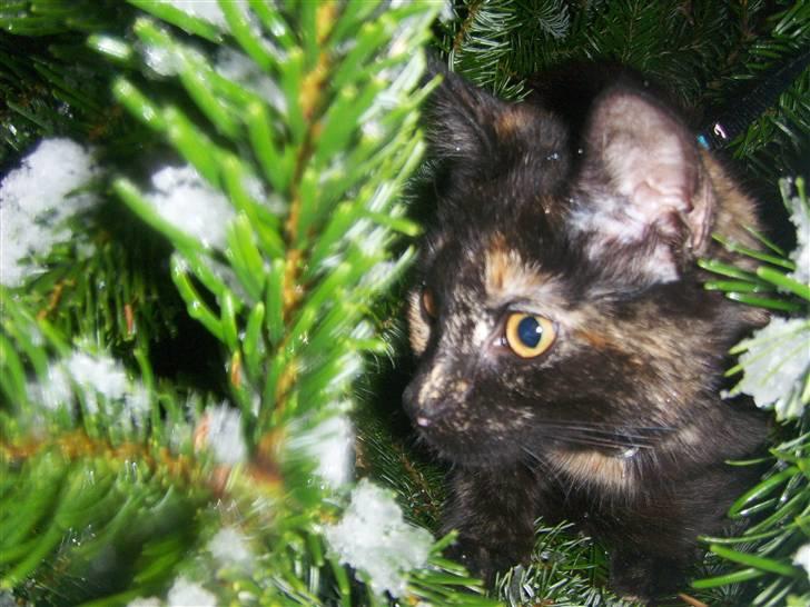 Blanding af racer Malaika billede 3