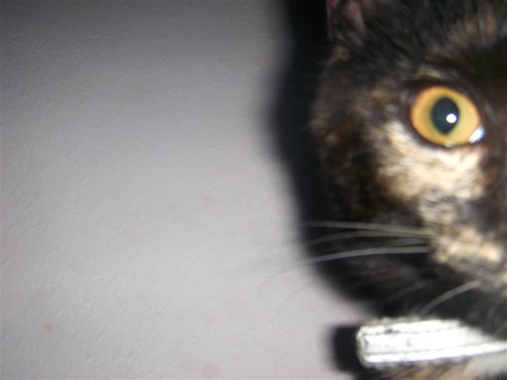 Blanding af racer Malaika billede 4