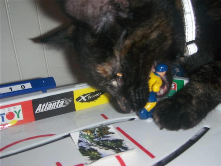 Blanding af racer Malaika billede 5